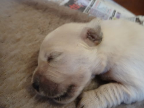 Smitz pups 1 week old 004