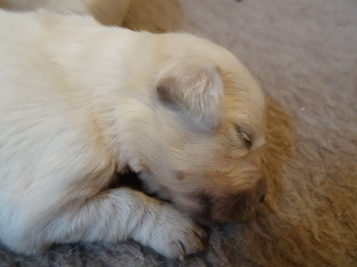 Smitz pups 1 week old 007