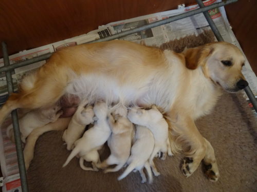 Smitz pups 1 week old 013