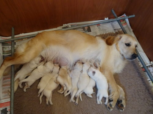 Smitz pups 1 week old 020