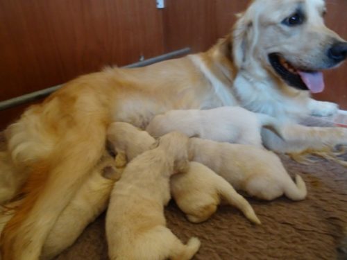 Smitz pups 2 weeks old 011