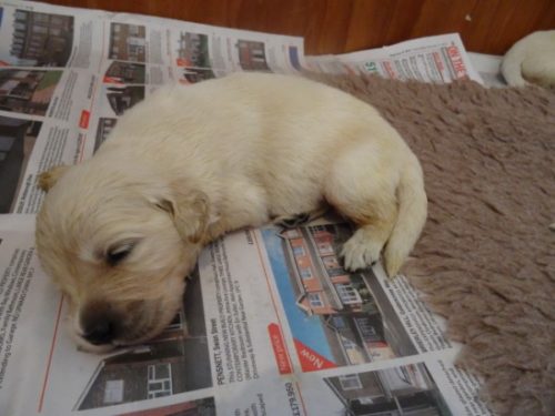 Smitz pups 2 weeks old 014