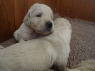 Smitz pups 3 weeks old 008