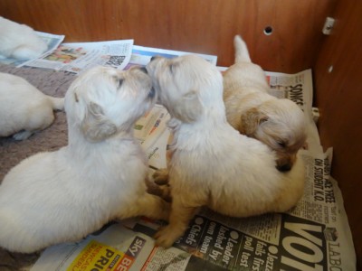 Smitz pups 3 weeks old 012