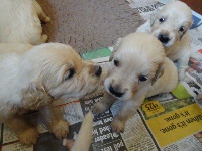 Smitz pups 3 weeks old 019