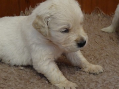 Smitz pups 3 weeks old 023