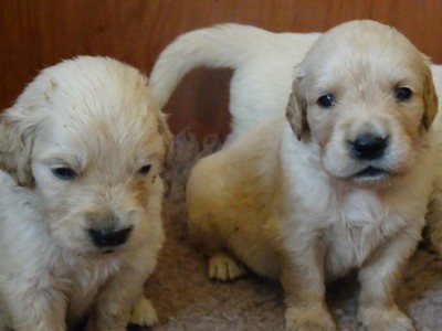 Smitz pups 3 weeks old 024