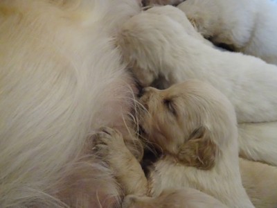 Smitz pups 3 weeks old 028