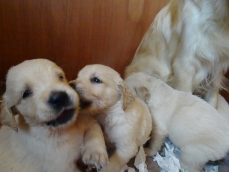 Smitz pups 4 weeks old 011