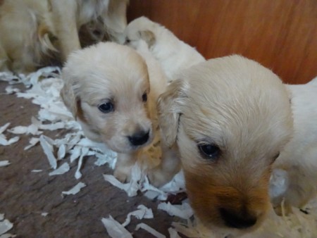 Smitz pups 4 weeks old 018