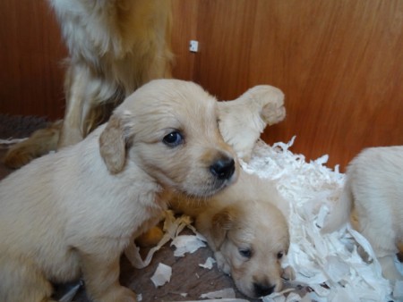 Smitz pups 4 weeks old 020