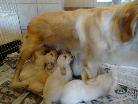 Smitz pups 5 weeks old 017