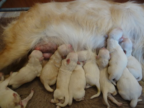 Smitz pups a few hours old 004