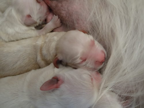 Smitz pups a few hours old 006