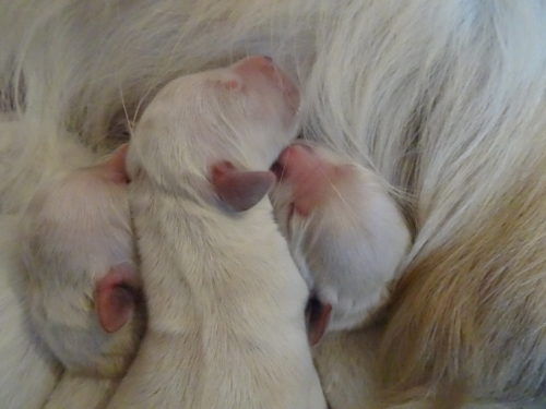 Smitz pups a few hours old 008