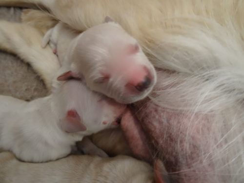 Smitz pups a few hours old 011